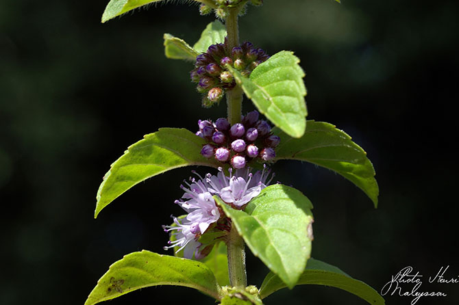 Mentha arvensis - © H. Maleysson